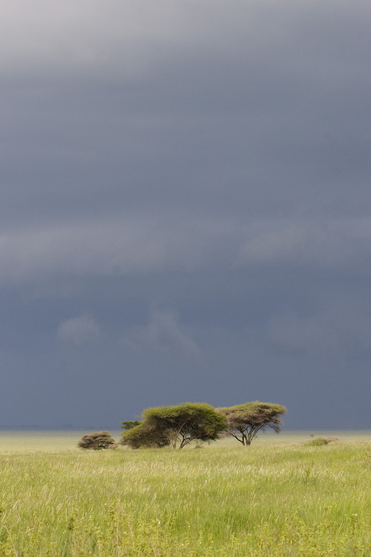 Storm Clouds Above The Serengeti